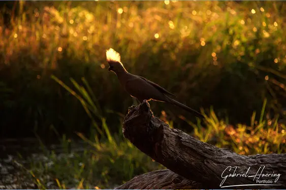 Photographic portfolio of Okavango Delta Botswana