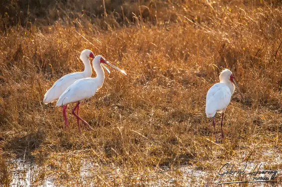 Photographic portfolio of Okavango Delta Botswana