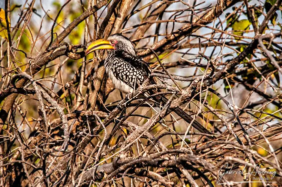 Photographic portfolio of Okavango Delta Botswana