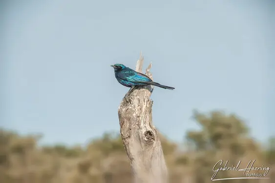 Photographic portfolio of Okavango Delta Botswana