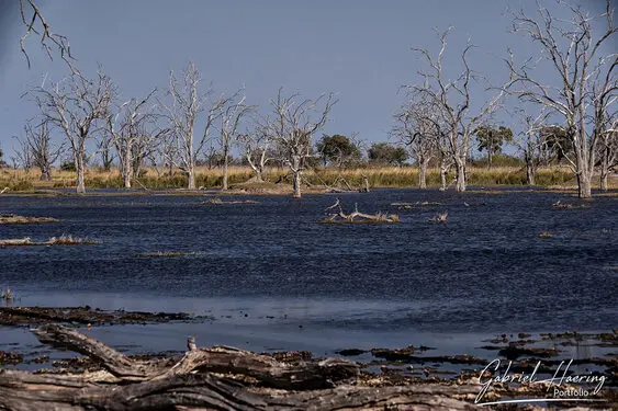 Photographic portfolio of Okavango Delta Botswana