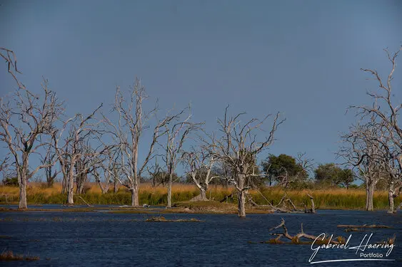 Photographic portfolio of Okavango Delta Botswana