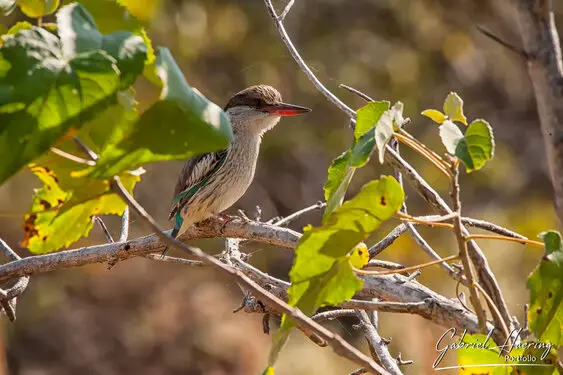 Photographic portfolio of Okavango Delta Botswana