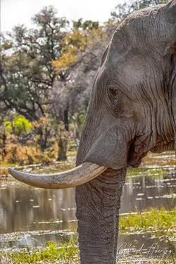 Photographic portfolio of Okavango Delta Botswana