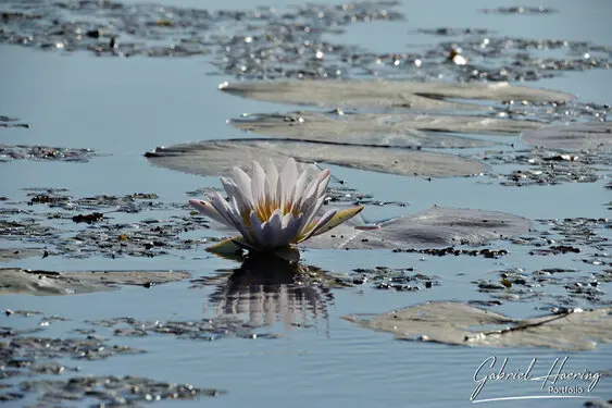 Photographic portfolio of Okavango Delta Botswana