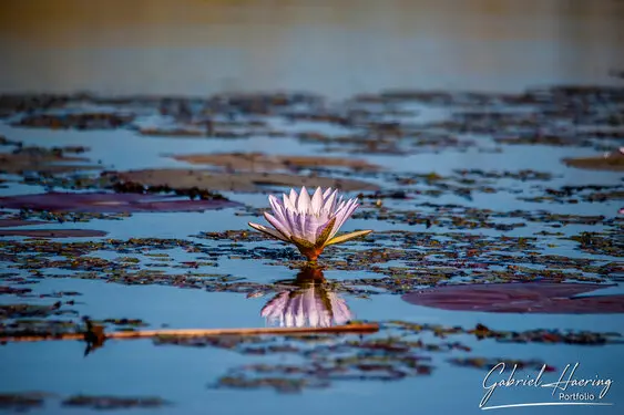 Photographic portfolio of Okavango Delta Botswana