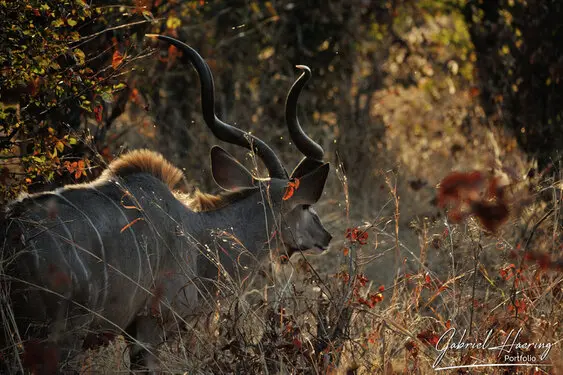 Photographic portfolio of Okavango Delta Botswana