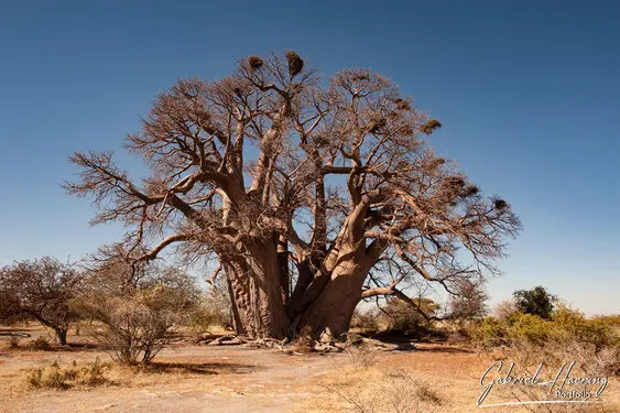 Photography portfolio of Makgadikgadi pan Botswana