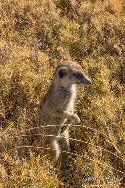 Photography portfolio of Makgadikgadi pan Botswana