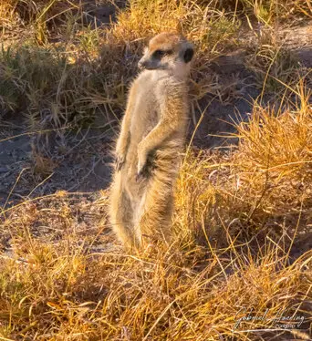 Photography portfolio of Makgadikgadi pan Botswana