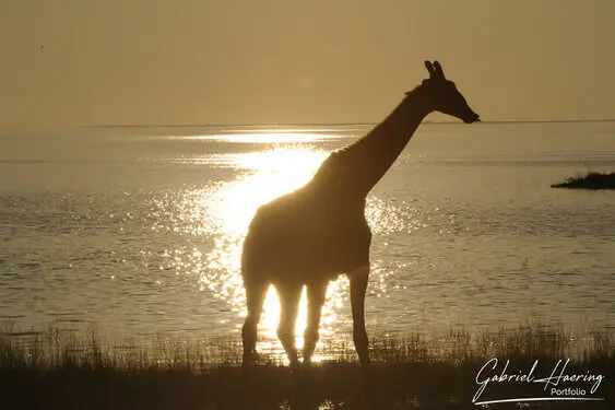 Photographic porfolio of Etosha wildlife in Namibia