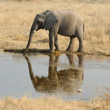 Photographic porfolio of Etosha wildlife in Namibia