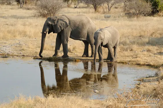 Photographic porfolio of Etosha wildlife in Namibia