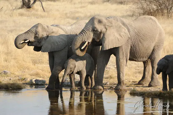 Photographic porfolio of Etosha wildlife in Namibia