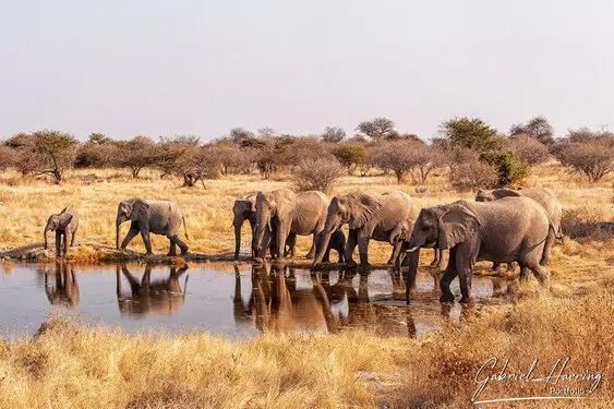 Photographic porfolio of Etosha wildlife in Namibia