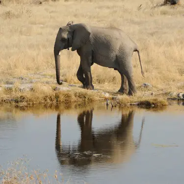 Photographic porfolio of Etosha wildlife in Namibia