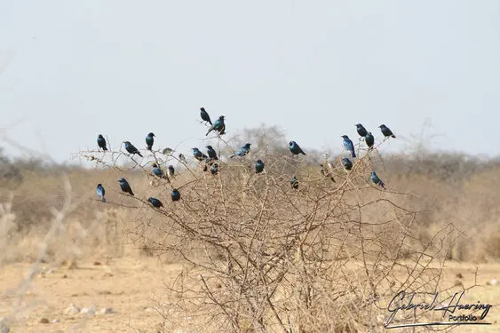 Photographic porfolio of Etosha wildlife in Namibia