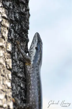 Photographic porfolio of Etosha wildlife in Namibia