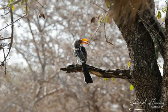 Photographic porfolio of Etosha wildlife in Namibia