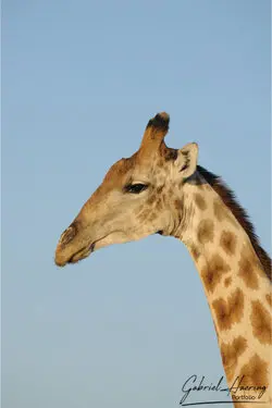 Photographic porfolio of Etosha wildlife in Namibia