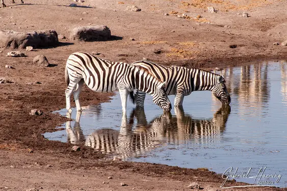 Photographic porfolio of Etosha wildlife in Namibia