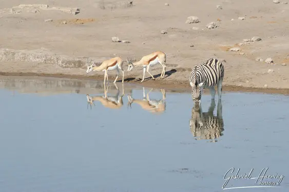 Photographic porfolio of Etosha wildlife in Namibia