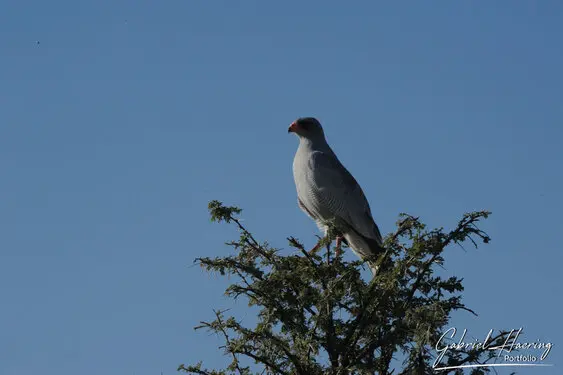 Photographic porfolio of Etosha wildlife in Namibia