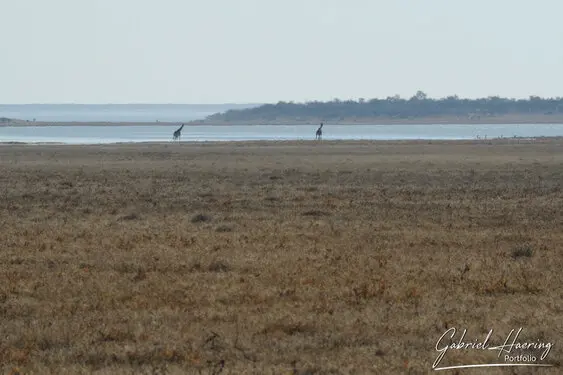 Photographic porfolio of Etosha wildlife in Namibia