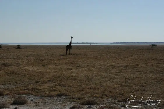 Photographic porfolio of Etosha wildlife in Namibia