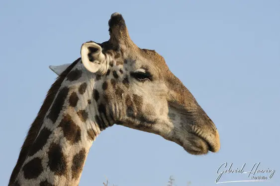 Photographic porfolio of Etosha wildlife in Namibia