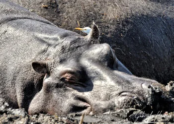 Hippo with aigrette portrait in Chobe National Park, Botswana, photographed during a guided photographic safari.