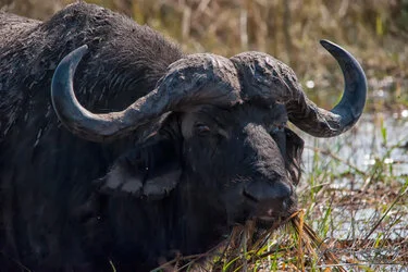 Buffalo in Chobe National Park, Botswana, photographed during a guided photographic safari.