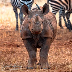 Black Rhino cub portrait in Mkomazi National Park, Tanzania, photographed during a guided photographic safari.