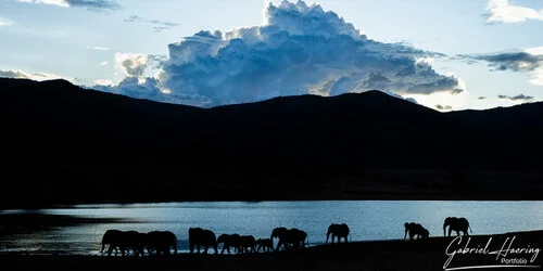 Herd of elephant in front of swamp in Mkomazi National Park, Tanzania, photographed during a guided photographic safari.