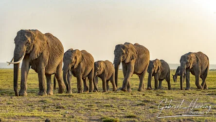 Herd of elephant crossing the plain in Amboseli National Park, Kenya, photographed during a guided photographic safari.
