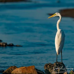 Heron in Lake Natron, Tanzania, photographed during a guided photographic safari.