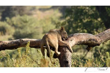 Lion on a tree in Ngorongoro crater, Tanzania, photographed during a guided photographic safari.