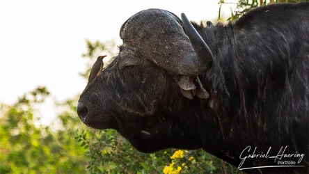 Buffalo in Nyerere National Park, Tanzania, photographed during a guided photographic safari.