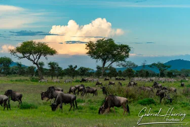 Group of wild beast in Serengeti Ndutu National Park, Tanzania, photographed during a guided photographic safari.