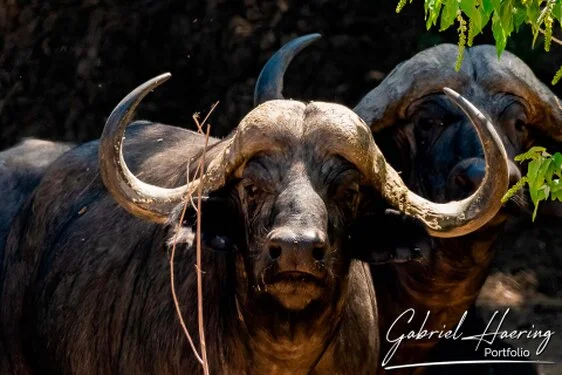 Buffalo - A collection of pictures taken during photographic safaris in different african countries and national parks