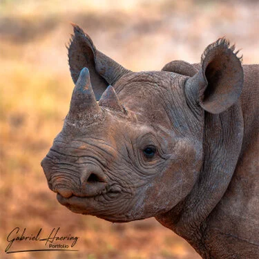 Rhino - A collection of pictures taken during photographic safaris in different african countries and national parks