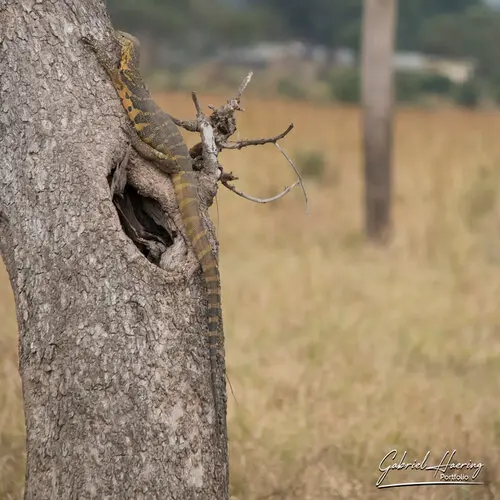 Landscape photography of Mikumi NP in Tanzania