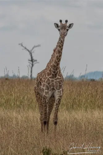 Landscape photography of Mikumi NP in Tanzania