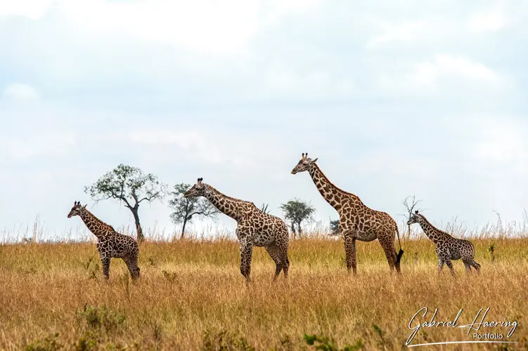 Landscape photography of Mikumi NP in Tanzania