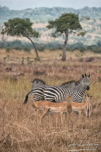 Landscape photography of Mikumi NP in Tanzania