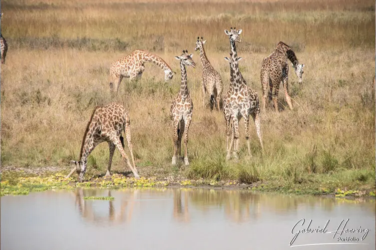 Landscape photography of Mikumi NP in Tanzania