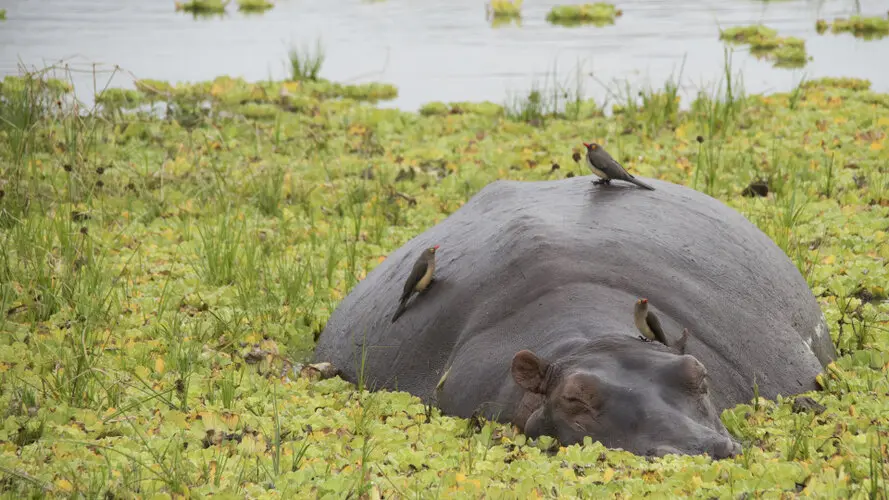 Selous Tanzania Landscape photography