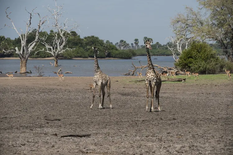 Selous Tanzania Landscape photography