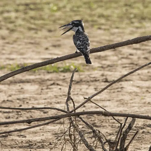 Selous Tanzania Landscape photography