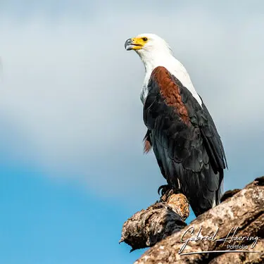 Fine art photographs of Tarangire National Park